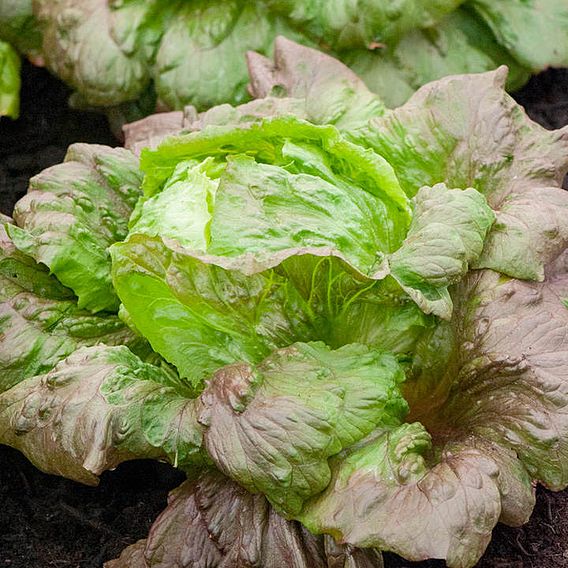 Lettuce Seeds - Red Iceberg