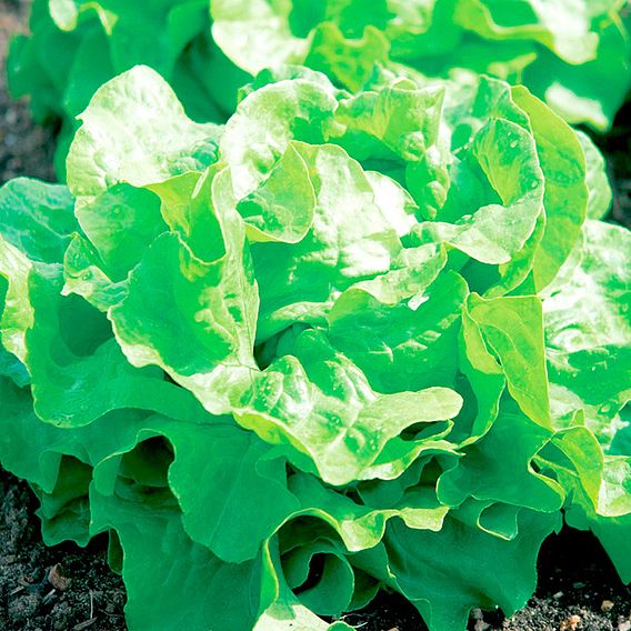 Lettuce Seeds - Buttercrunch