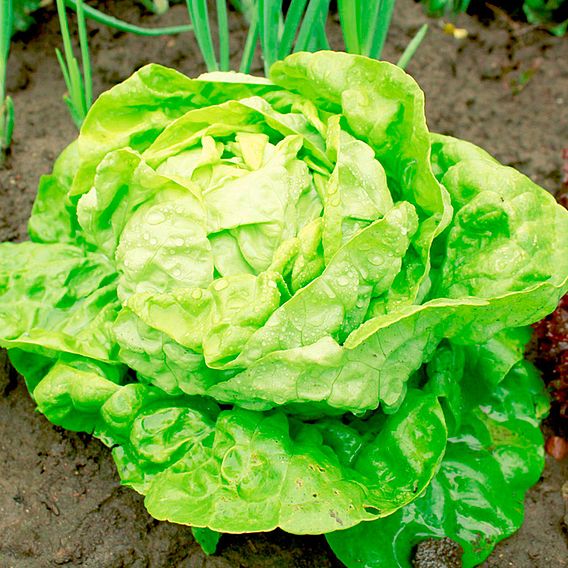Lettuce 'All-The-Year-Round' - Seeds