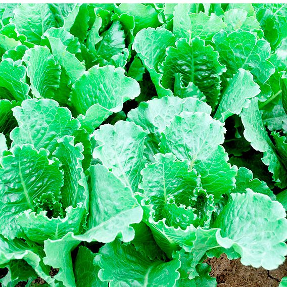 Lettuce 'Crisp Mint Romaine' - Seeds