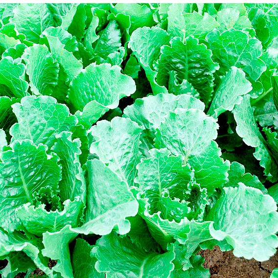 Lettuce Seeds - Crisp Mint Romaine