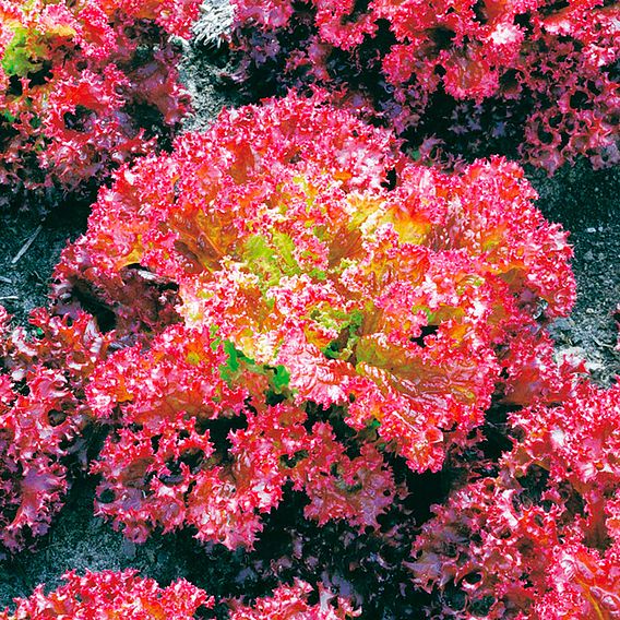 Lettuce 'Lollo Rossa' - Seeds