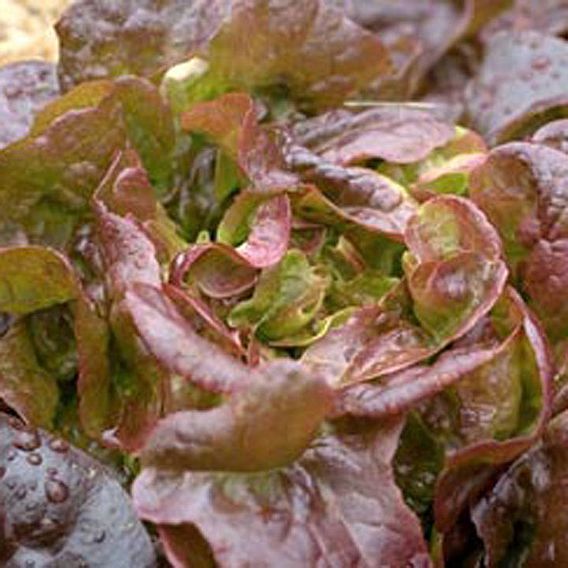 Lettuce 'Grenadine Red' - Seeds