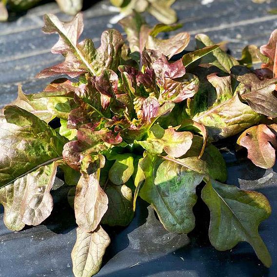 Lettuce 'Bronze Beauty' - Seeds