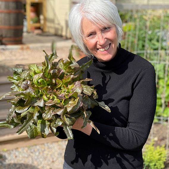 Lettuce Seeds - Bronze Beauty