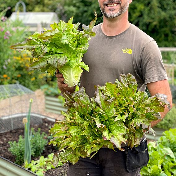 Lettuce 'Bronze Beauty' - Seeds