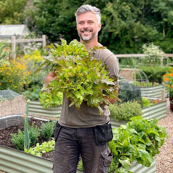 Lettuce Seeds - Bronze Beauty