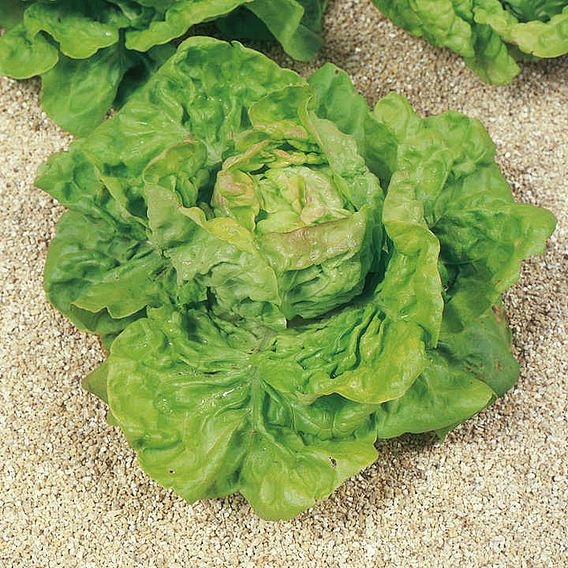 Lettuce 'May King' - Organic Seeds