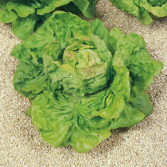 Lettuce (Organic) Seeds - May King