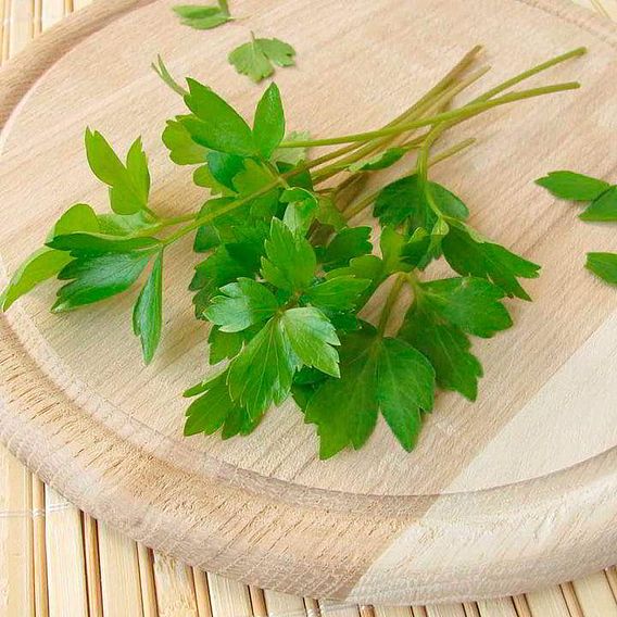 Lovage - Organic Seeds