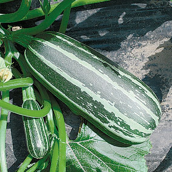 Marrow 'Bush Baby' - Seeds