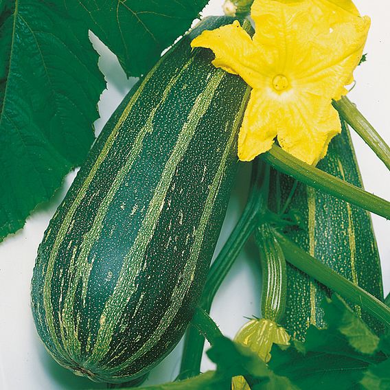 Marrow Seeds - Long Green Bush 2 