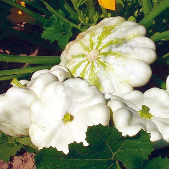 Marrow/Squash Patty Pan 'Custard White' - Organic Seeds