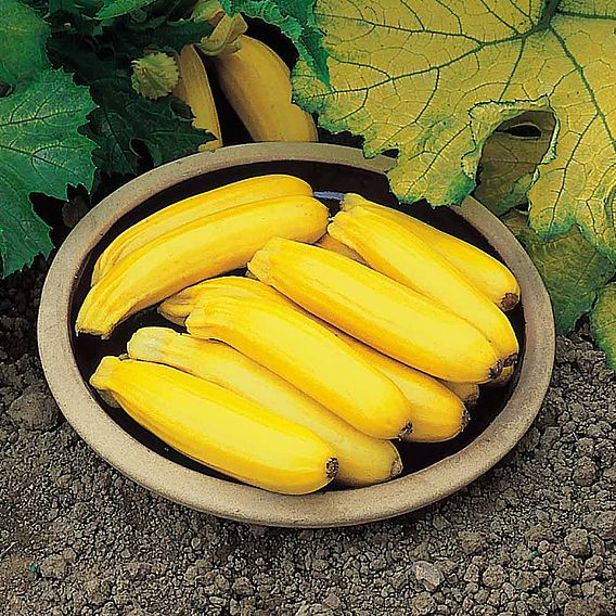 Courgette 'Golden Zucchini' - Organic Seeds