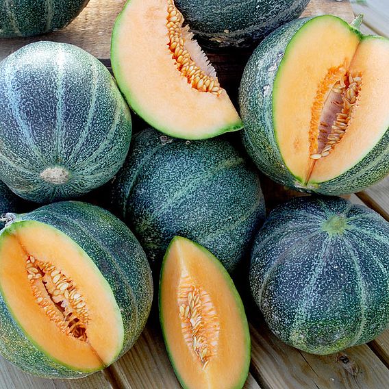 Melon 'Petit Gris de Rennes' - Seeds