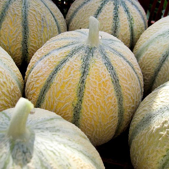 Melon 'Edgar' F1 - Seeds
