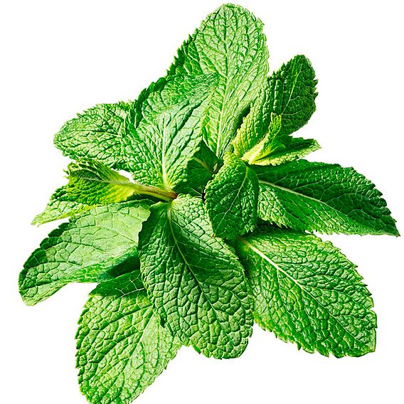 Mint - Seeds