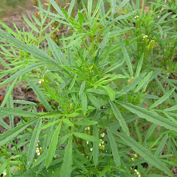 Companion Planting - Tagetes Minuta Seeds