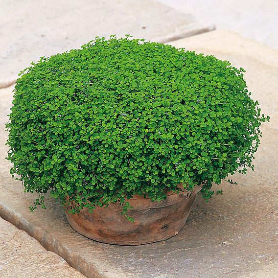 Mint 'Corsican' - Seeds