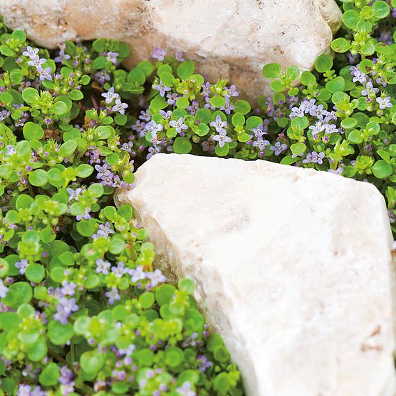 Mint 'Corsican' - Seeds