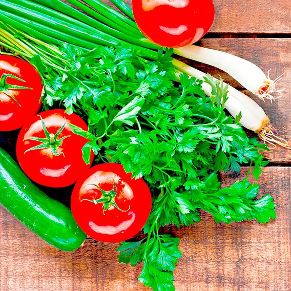 Coriander - Seeds