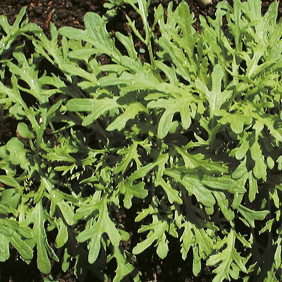 Leaf Salad 'Mustard Golden Streaks' - Seeds