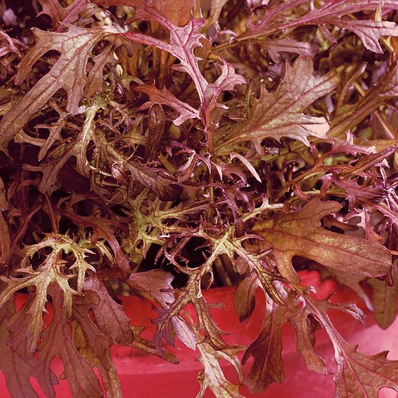 Leaf Salad 'Mustard Red Frills' - Seeds