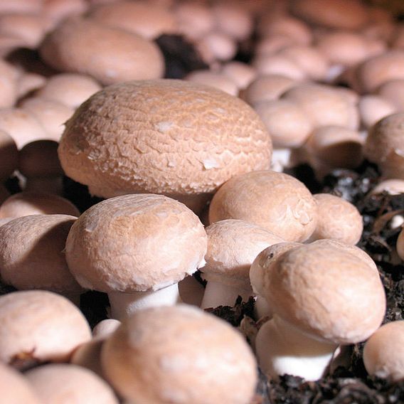 Mushroom Windowsill Kit - Chestnut