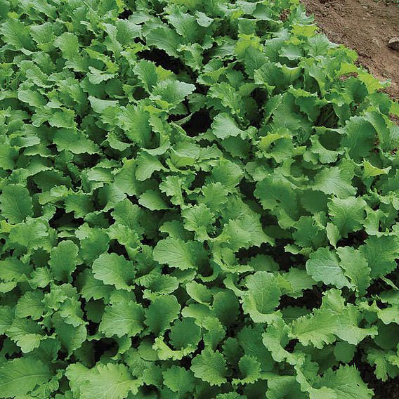 Leaf Salad (Organic) Seeds - Mustard Green Wave