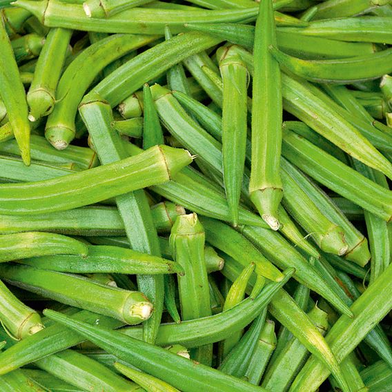 Okra 'Clemsons Spineless' - Seeds