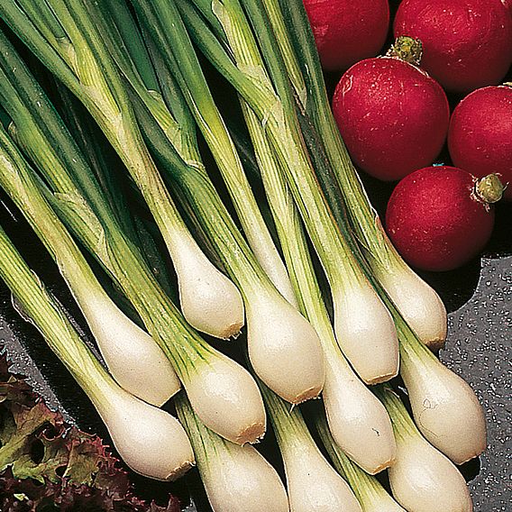 Spring Onion 'Guardsman' - Seeds