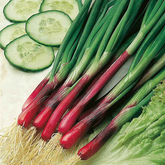 Spring Onion 'Red & White Mixed' - Seeds