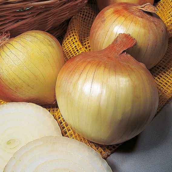 Onion Triple Pack (Autumn Planting)