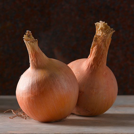 Onion Sets - Sturon