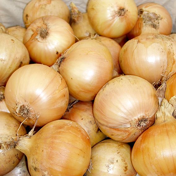 Onion Seeds - Santero Improved Niz 37-82 F1