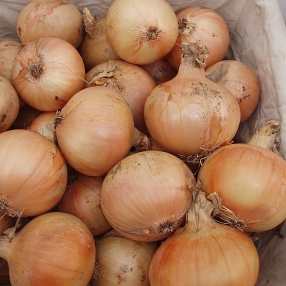 Onion 'Santero Improved Niz 37-82' F1 - Seeds