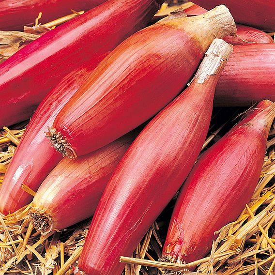 Onion Seeds - Long Red Of Florence