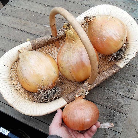 Onion 'Exhibition' - Seeds