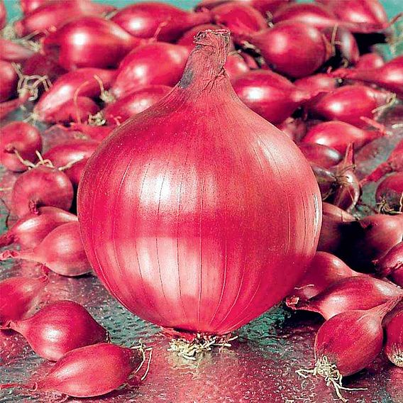 Onion Sets - Red Ray