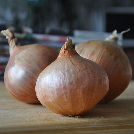 Onion 'Pink Panther' (Spring)