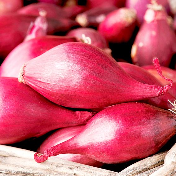 Onion (Bulb) Seeds - Red Baron