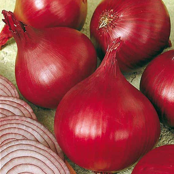 Onion 'Red Baron' (Spring Planting)