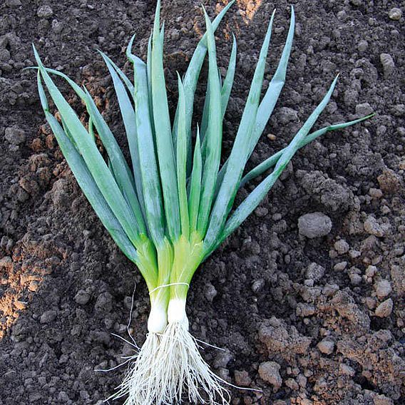 Onion Salad 'Ishikura Bunching' - Organic Seeds