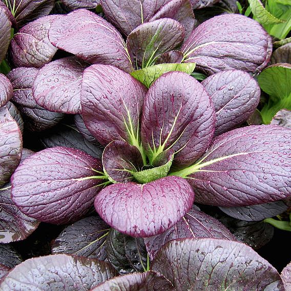 Pak Choi Seeds - Rubi F1