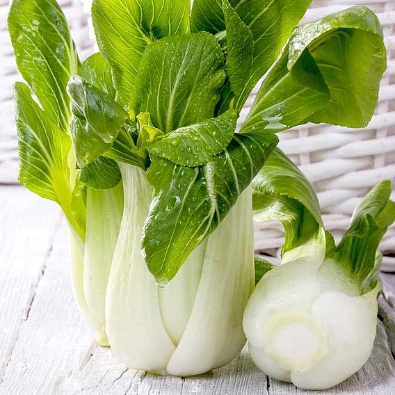 Pak Choi 'Hanakan' F1 - Seeds