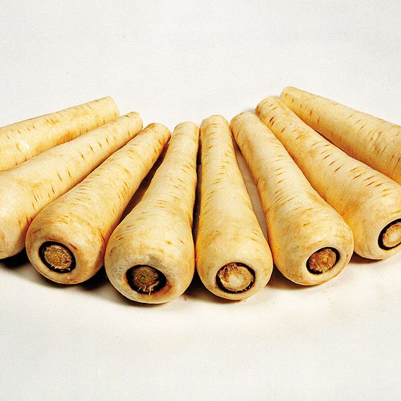Parsnip 'Countess' F1 - Seeds