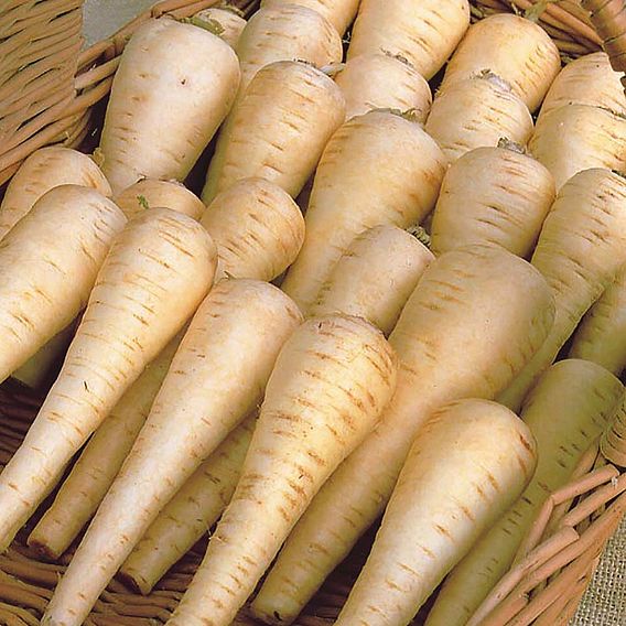 Parsnip Seeds - Albion F1