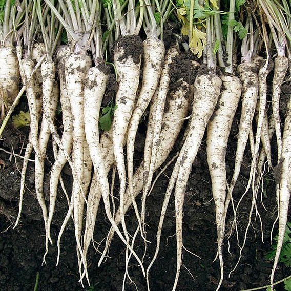 Parsley 'Eagle' - Seeds