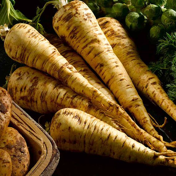 Parsnip 'Exhibition' - Seeds