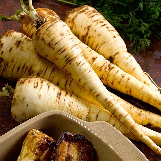 Parsnip 'Picador' F1 - Seeds